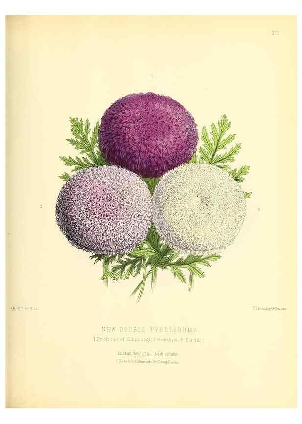Reproducción/Reproduction 49694489447: The floral magazine;. London,L. Reeve & Co.. 