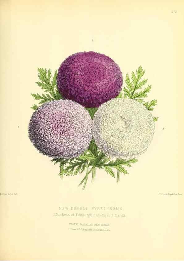 Reproducción/Reproduction 49694489447: The floral magazine;. London,L. Reeve & Co.. 