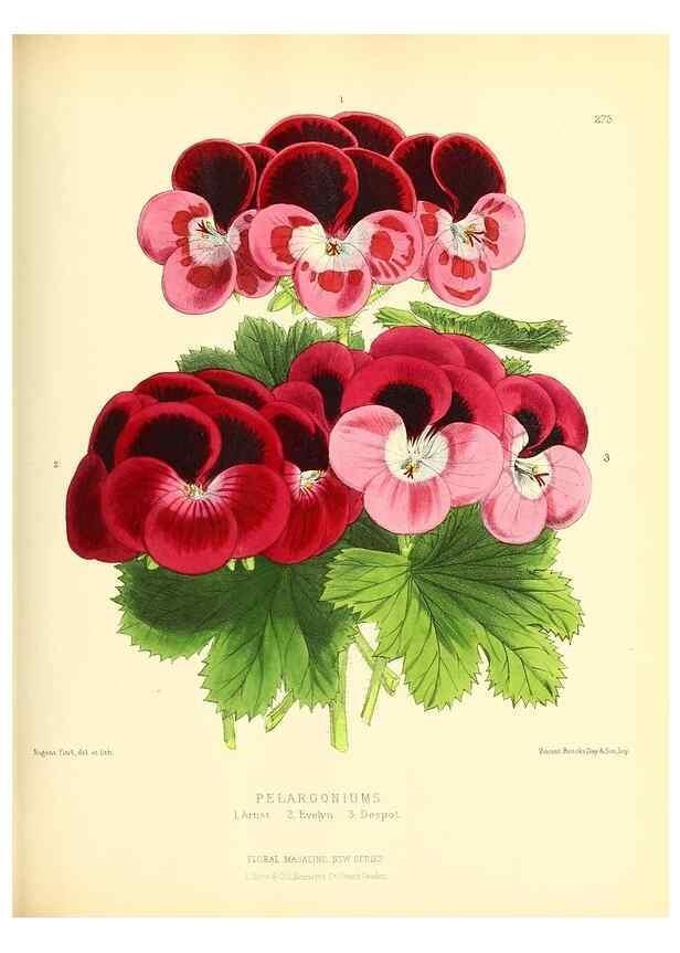 Reproducción/Reproduction 49693643343: The floral magazine;. London,L. Reeve & Co.. 