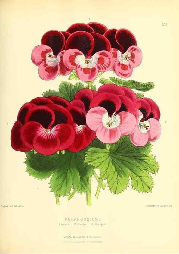 Reproducción/Reproduction 49693643343: The floral magazine;. London,L. Reeve & Co.. 