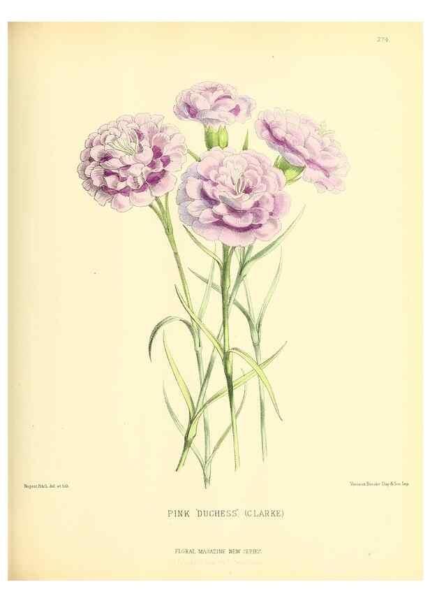 Reproducción/Reproduction 49693643568: The floral magazine;. London,L. Reeve & Co.. 
