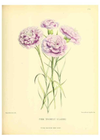 Reproducción/Reproduction 49693643568: The floral magazine;. London,L. Reeve & Co.. 