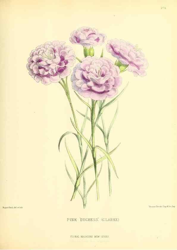 Reproducción/Reproduction 49693643568: The floral magazine;. London,L. Reeve & Co.. 
