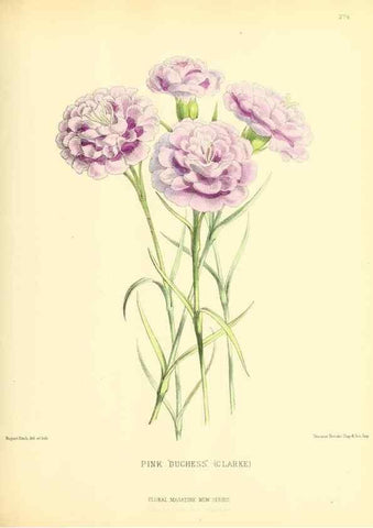 Reproducción/Reproduction 49693643568: The floral magazine;. London,L. Reeve & Co.. 