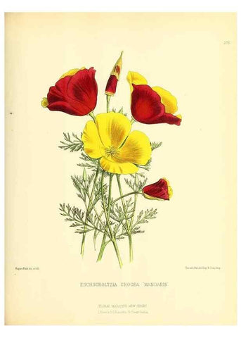 Reproducción/Reproduction 49693643833: The floral magazine;. London,L. Reeve & Co.. 