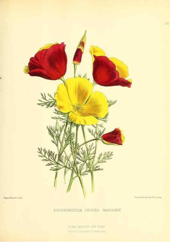 Reproducción/Reproduction 49693643833: The floral magazine;. London,L. Reeve & Co.. 