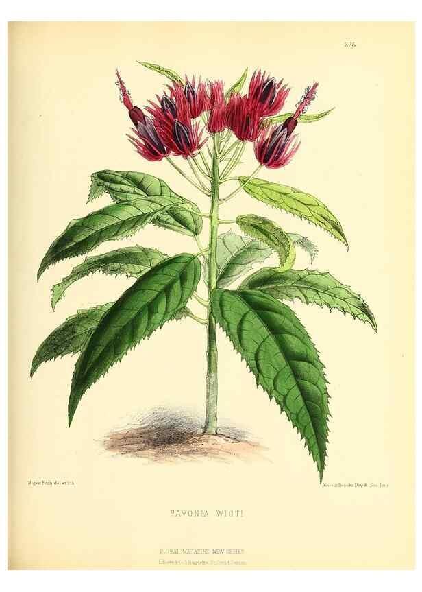 Reproducción/Reproduction 49693644158: The floral magazine;. London,L. Reeve & Co.. 