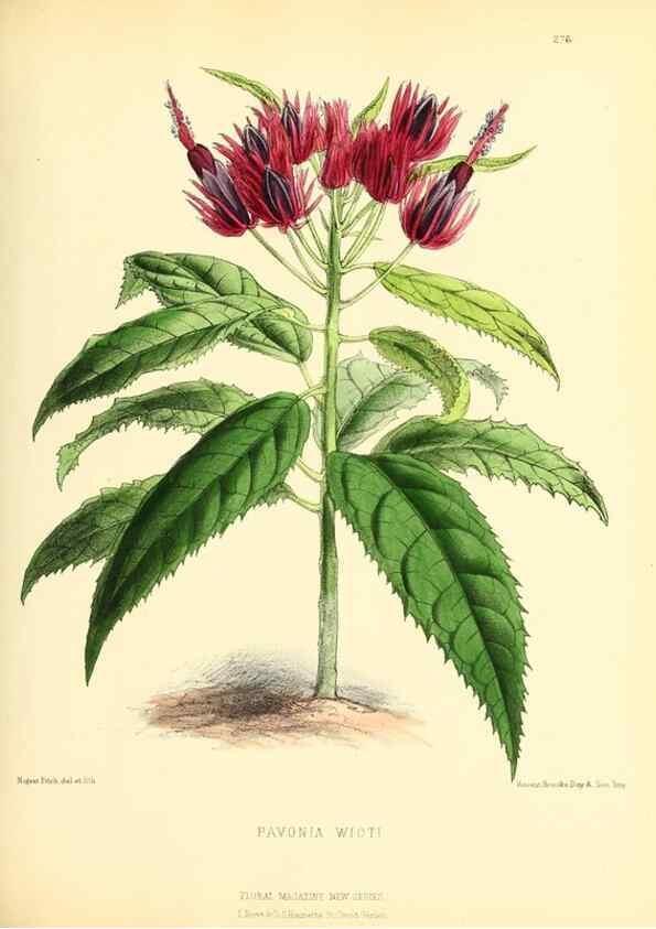 Reproducción/Reproduction 49693644158: The floral magazine;. London,L. Reeve & Co.. 