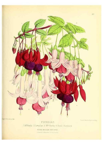Reproducción/Reproduction 49693644428: The floral magazine;. London,L. Reeve & Co.. 