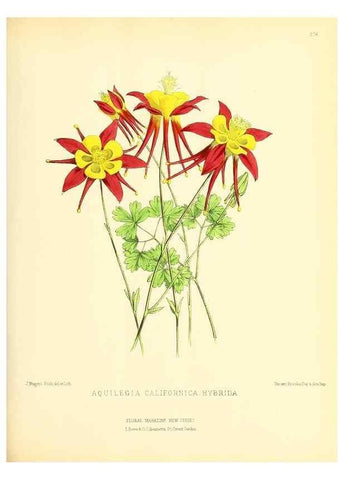 Reproducción/Reproduction 49693644743: The floral magazine;. London,L. Reeve & Co.. 
