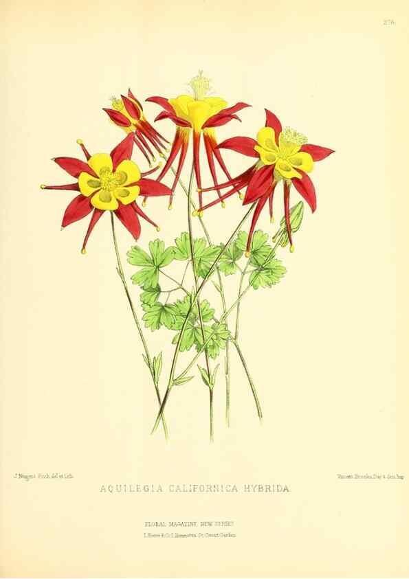 Reproducción/Reproduction 49693644743: The floral magazine;. London,L. Reeve & Co.. 