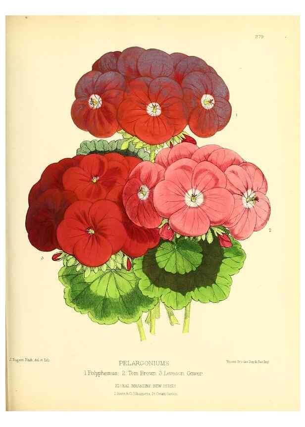 Reproducción/Reproduction 49693645018: The floral magazine;. London,L. Reeve & Co.. 
