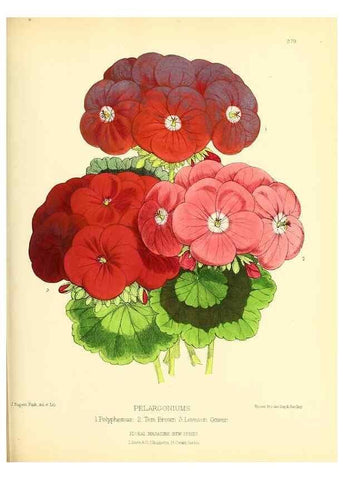 Reproducción/Reproduction 49693645018: The floral magazine;. London,L. Reeve & Co.. 