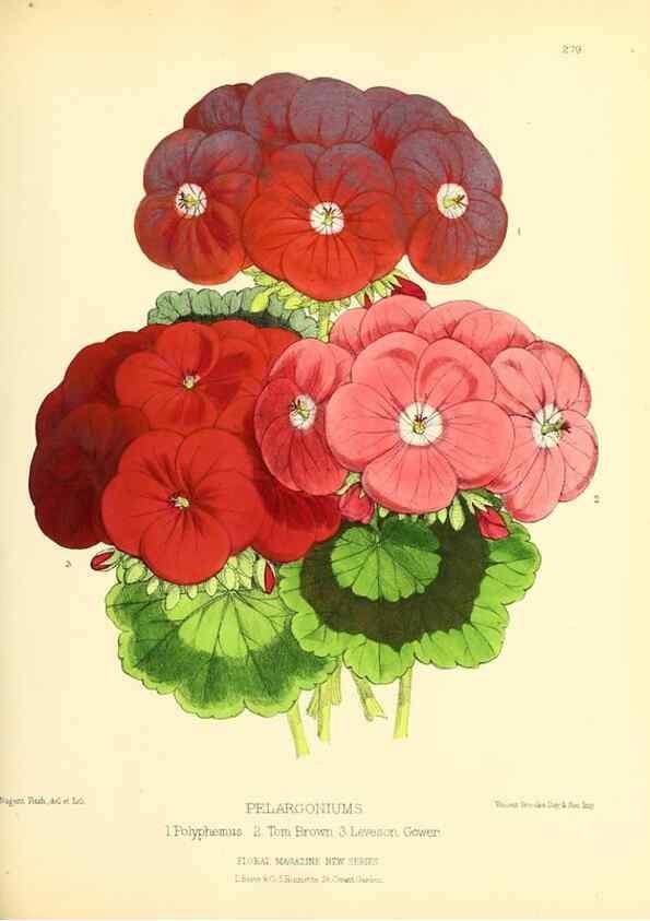 Reproducción/Reproduction 49693645018: The floral magazine;. London,L. Reeve & Co.. 