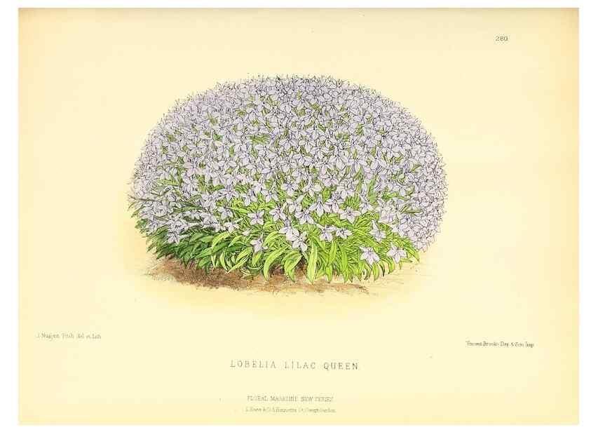 Reproducción/Reproduction 49693645268: The floral magazine;. London,L. Reeve & Co.. 