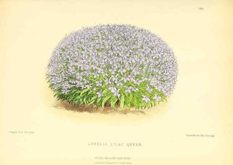 Reproducción/Reproduction 49693645268: The floral magazine;. London,L. Reeve & Co.. 