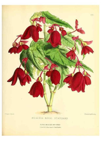 Reproducción/Reproduction 49693645668: The floral magazine;. London,L. Reeve & Co.. 