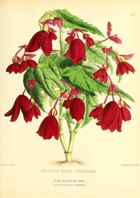 Reproducción/Reproduction 49693645668: The floral magazine;. London,L. Reeve & Co.. 