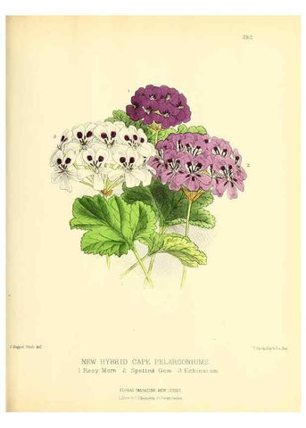 Reproducción/Reproduction 49694189401: The floral magazine;. London,L. Reeve & Co.. 