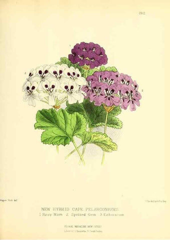 Reproducción/Reproduction 49694189401: The floral magazine;. London,L. Reeve & Co.. 