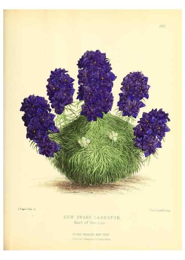 Reproducción/Reproduction 49694189746: The floral magazine;. London,L. Reeve & Co.. 