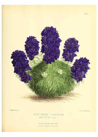 Reproducción/Reproduction 49694189746: The floral magazine;. London,L. Reeve & Co.. 