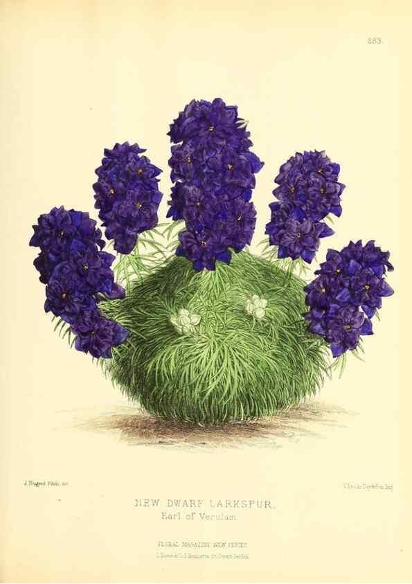 Reproducción/Reproduction 49694189746: The floral magazine;. London,L. Reeve & Co.. 