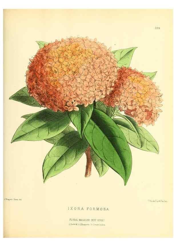 Reproducción/Reproduction 49694493052: The floral magazine;. London,L. Reeve & Co.. 