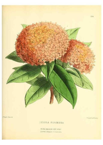 Reproducción/Reproduction 49694493052: The floral magazine;. London,L. Reeve & Co.. 