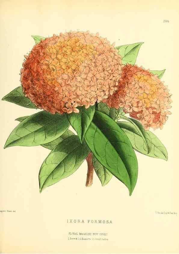 Reproducción/Reproduction 49694493052: The floral magazine;. London,L. Reeve & Co.. 