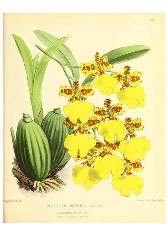 Reproducción/Reproduction 49693646993: The floral magazine;. London,L. Reeve & Co.. 