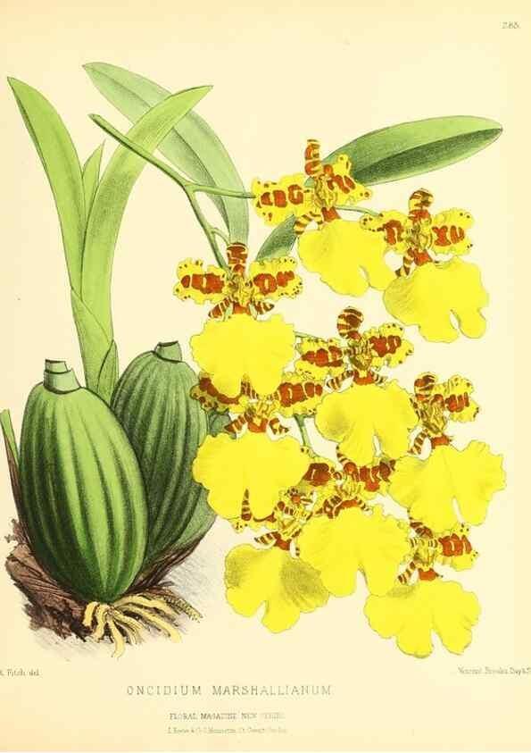 Reproducción/Reproduction 49693646993: The floral magazine;. London,L. Reeve & Co.. 