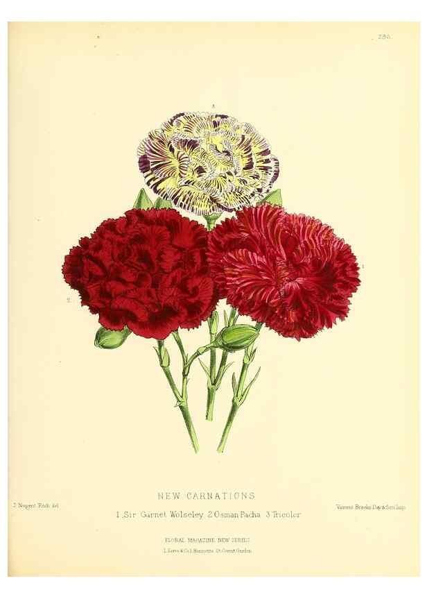 Reproducción/Reproduction 49694493637: The floral magazine;. London,L. Reeve & Co.. 