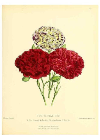 Reproducción/Reproduction 49694493637: The floral magazine;. London,L. Reeve & Co.. 