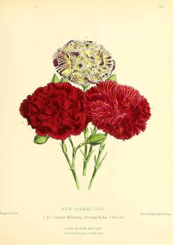 Reproducción/Reproduction 49694493637: The floral magazine;. London,L. Reeve & Co.. 