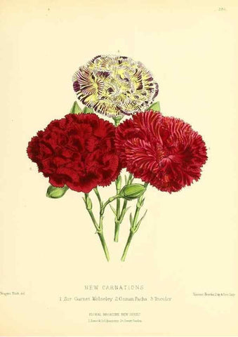 Reproducción/Reproduction 49694493637: The floral magazine;. London,L. Reeve & Co.. 