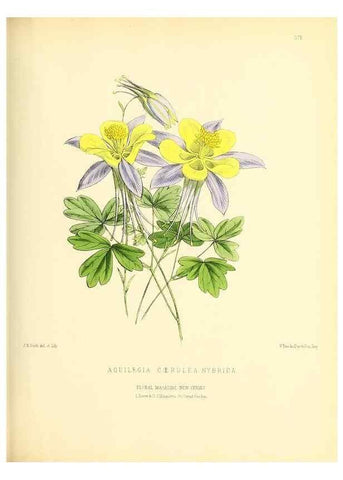Reproducción/Reproduction 49694489117: The floral magazine;. London,L. Reeve & Co.. 