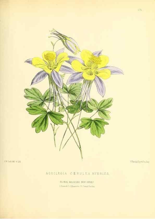 Reproducción/Reproduction 49694489117: The floral magazine;. London,L. Reeve & Co.. 