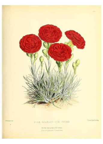 Reproducción/Reproduction 49694488852: The floral magazine;. London,L. Reeve & Co.. 