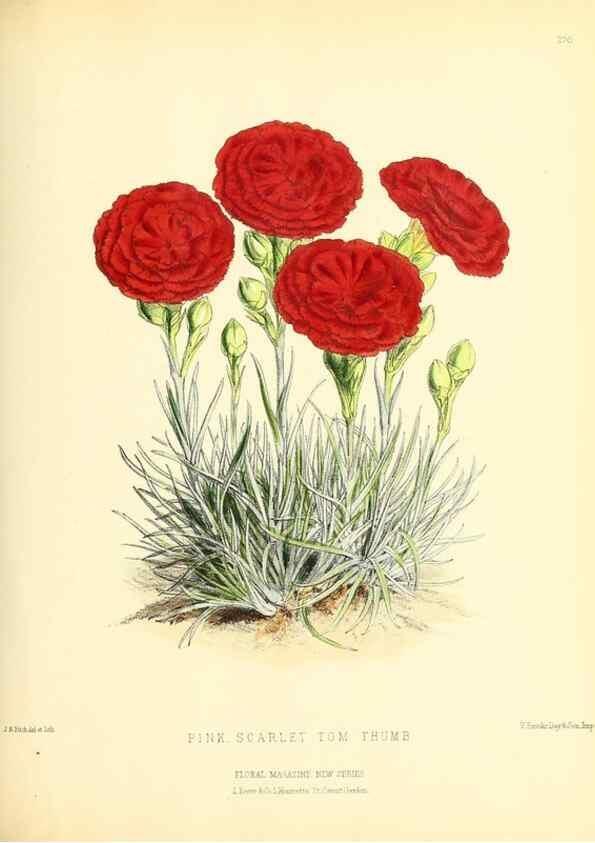 Reproducción/Reproduction 49694488852: The floral magazine;. London,L. Reeve & Co.. 