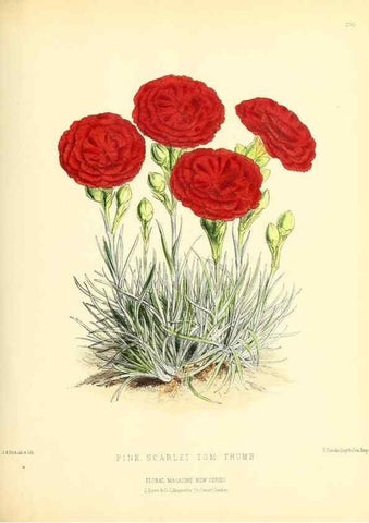 Reproducción/Reproduction 49694488852: The floral magazine;. London,L. Reeve & Co.. 