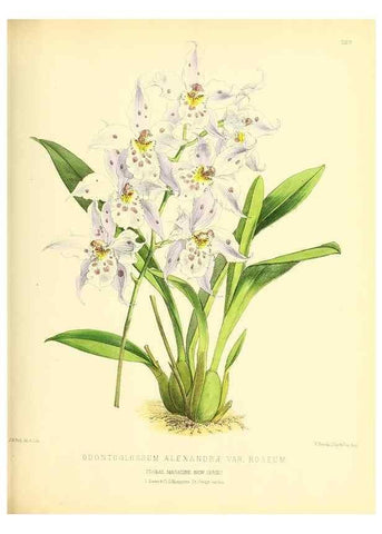 Reproducción/Reproduction 49694185451: The floral magazine;. London,L. Reeve & Co.. 