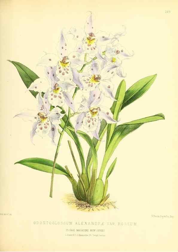 Reproducción/Reproduction 49694185451: The floral magazine;. London,L. Reeve & Co.. 