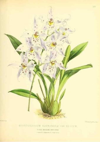 Reproducción/Reproduction 49694185451: The floral magazine;. London,L. Reeve & Co.. 