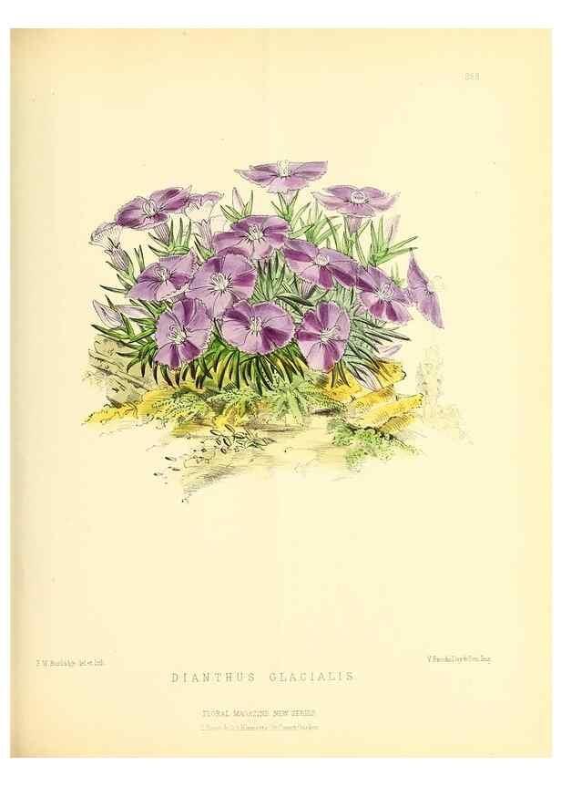 Reproducción/Reproduction 49694488277: The floral magazine;. London,L. Reeve & Co.. 