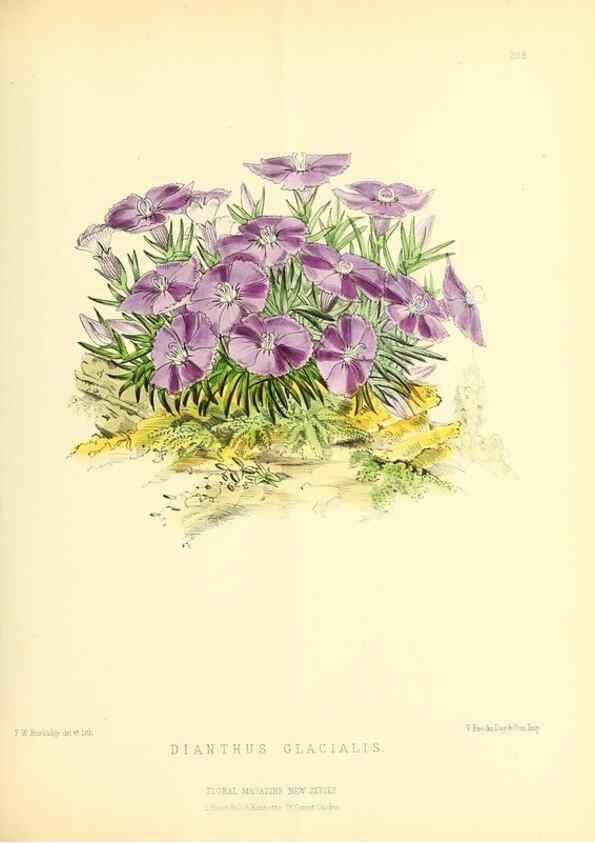 Reproducción/Reproduction 49694488277: The floral magazine;. London,L. Reeve & Co.. 