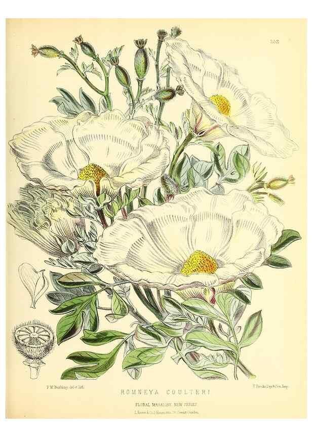 Reproducción/Reproduction 49694484442: The floral magazine;. London,L. Reeve & Co.. 