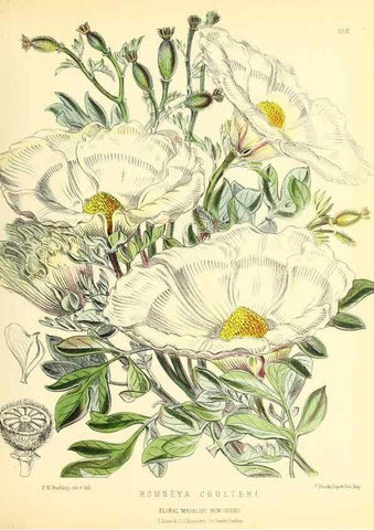 Reproducción/Reproduction 49694484442: The floral magazine;. London,L. Reeve & Co.. 