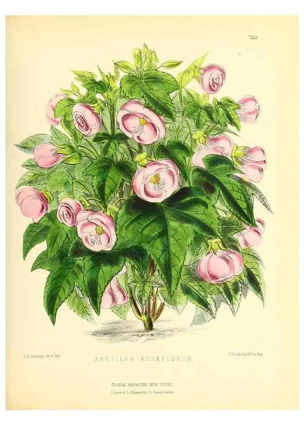Reproducción/Reproduction 49694181861: The floral magazine;. London,L. Reeve & Co.. 