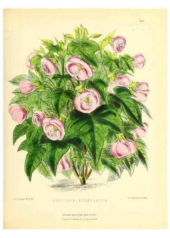 Reproducción/Reproduction 49694181861: The floral magazine;. London,L. Reeve & Co.. 